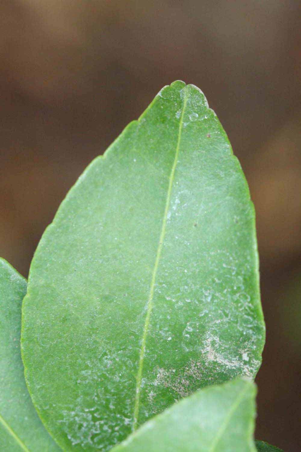              Margin (Riverside, CA)       